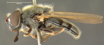 Media type: image;   Entomology 13113 Aspect: habitus lateral view